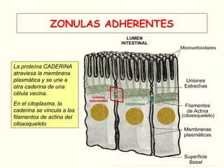 La proteína CADERINA
atraviesa la membrana
plasmática y se une a
otra caderina de una
célula vecina.
En el citoplasma, la
caderina se vincula a los
filamentos de actina del
citoesqueleto
ZONULAS ADHERENTES
 