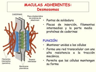 MACULAS ADHERENTES:
Desmosomas
• Puntos de soldadura
• Placas de inserción, filamentos
intermedios y la parte media
proteínas de caderinas
FUNCIÓN
• Mantener unidas a las células
• Forma una red transcelular con una
alta resistencia a la tracción
mecánica.
• Permite que las células mantengan
su forma
 