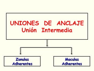 UNIONES DE ANCLAJE
Unión Intermedia
ZonulasZonulas
AdherentesAdherentes
MaculasMaculas
AdherentesAdherentes
 