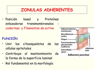 ZONULAS ADHERENTES
• Posición basal y Proteínas
enlazadoras transmembranales :
caderinas y Filamentos de actina
FUNCIÓN
• Unir los citoesqueletos de las
células epiteliales
• Contribuye al mantenimiento de
la forma de la superficie luminal
• Rol fundamental en la morfología
 