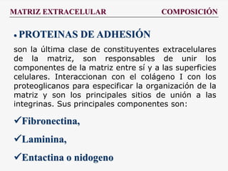 MATRIZ EXTRACELULAR COMPOSICIÓN
 PROTEINAS DE ADHESIÓN
son la última clase de constituyentes extracelulares
de la matriz, son responsables de unir los
componentes de la matriz entre sí y a las superficies
celulares. Interaccionan con el colágeno I con los
proteoglicanos para especificar la organización de la
matriz y son los principales sitios de unión a las
integrinas. Sus principales componentes son:
Fibronectina,
Laminina,
Entactina o nidogeno
 