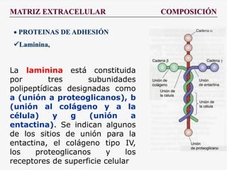MATRIZ EXTRACELULAR COMPOSICIÓN
 PROTEINAS DE ADHESIÓN
Laminina,
La laminina está constituida
por tres subunidades
polipeptídicas designadas como
a (unión a proteoglicanos), b
(unión al colágeno y a la
célula) y g (unión a
entactina). Se indican algunos
de los sitios de unión para la
entactina, el colágeno tipo IV,
los proteoglicanos y los
receptores de superficie celular
 