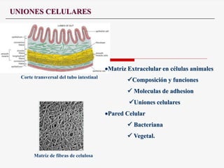 UNIONES CELULARES
Matriz Extracelular en células animales
Composición y funciones
 Moleculas de adhesion
Uniones celulares
Pared Celular
 Bacteriana
 Vegetal.
Matríz de fibras de celulosa
Corte transversal del tubo intestinal
 