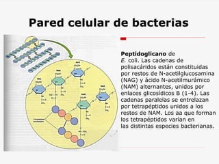 Pared celular de bacterias
Peptidoglicano de
E. coli. Las cadenas de
polisacáridos están constituidas
por restos de N-acetilglucosamina
(NAG) y ácido N-acetilmurámico
(NAM) alternantes, unidos por
enlaces glicosídicos B (1-4). Las
cadenas paralelas se entrelazan
por tetrapéptidos unidos a los
restos de NAM. Los aa que forman
los tetrapéptidos varían en
las distintas especies bacterianas.
 