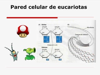 Pared celular de eucariotas
 