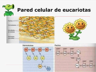 Pared celular de eucariotas
 