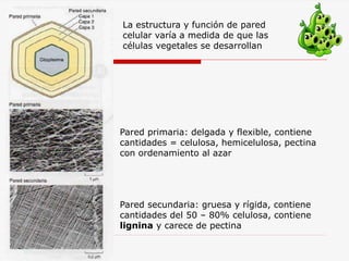 La estructura y función de pared
celular varía a medida de que las
células vegetales se desarrollan
Pared primaria: delgada y flexible, contiene
cantidades = celulosa, hemicelulosa, pectina
con ordenamiento al azar
Pared secundaria: gruesa y rígida, contiene
cantidades del 50 – 80% celulosa, contiene
lignina y carece de pectina
 