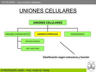 UNIONES CELULARES UNIONES CELULARES UNIONES COMUNICANTES UNIONES ESTRECHAS DESMOSOMAS SINAPSIS QUÍMICA GAP JUNCTIONS Clasificación según estructura y función 
