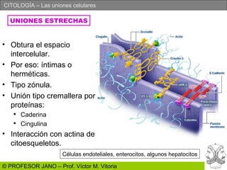 Obtura el espacio intercelular. Por eso: íntimas o herméticas. Tipo zónula. Unión tipo cremallera por proteínas: Caderina Cingulina Interacción con actina de citoesqueletos. UNIONES ESTRECHAS Células endoteliales, enterocitos, algunos hepatocitos 