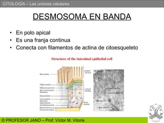 DESMOSOMA EN BANDA En polo apical Es una franja continua Conecta con filamentos de actina de citoesqueleto 