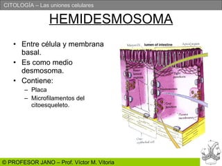 HEMIDESMOSOMA Entre célula y membrana basal. Es como medio desmosoma. Contiene: Placa Microfilamentos del citoesqueleto. 