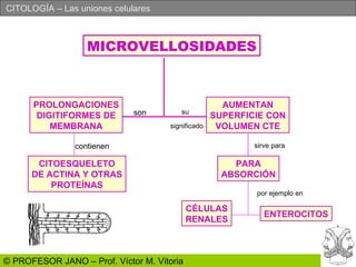 MICROVELLOSIDADES PROLONGACIONES DIGITIFORMES DE MEMBRANA AUMENTAN SUPERFICIE CON VOLUMEN CTE PARA ABSORCIÓN CÉLULAS RENALES ENTEROCITOS son su significado CITOESQUELETO DE ACTINA Y OTRAS PROTEÍNAS contienen sirve para por ejemplo en 
