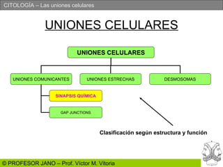 UNIONES CELULARES UNIONES CELULARES UNIONES COMUNICANTES UNIONES ESTRECHAS DESMOSOMAS SINAPSIS QUÍMICA GAP JUNCTIONS Clasificación según estructura y función 