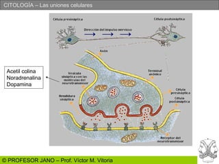 Acetil colina Noradrenalina Dopamina 