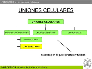 UNIONES CELULARES UNIONES CELULARES UNIONES COMUNICANTES UNIONES ESTRECHAS DESMOSOMAS SINAPSIS QUÍMICA GAP JUNCTIONS Clasificación según estructura y función 
