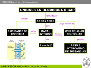 UNIONES EN HENDIDURA O GAP CONEXONES 6 UNIDADES DE CONEXINA CANAL INTERIOR UNIR CÉLULAS CONTIGUAS formada por con dejan cuya función es mediante 2 nm de   de PASO E INTERCAMBIO DE SUSTANCIAS permite poseen 