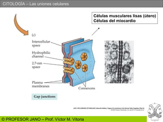 Células musculares lisas (útero) Células del miocardio 