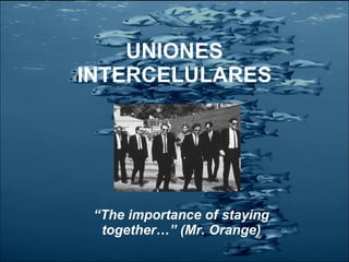 UNIONES INTERCELULARES “ The importance of staying together…” (Mr. Orange) 