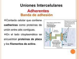 Uniones Intercelulares
Adherentes
Contacto celular que contiene
cadherinas como proteínas de
unión entre céls contiguas.
En el lado citoplasmático se
encuentran proteínas de placa
y los filamentos de actina.
Banda de adhesión
 