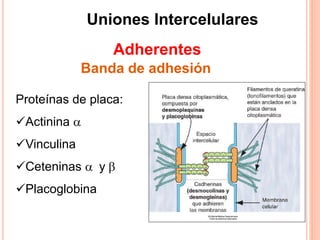 Uniones Intercelulares
Adherentes
Banda de adhesión
Proteínas de placa:
Actinina a
Vinculina
Ceteninas a y b
Placoglobina
 