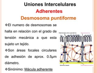 Uniones Intercelulares
Adherentes
Desmosoma puntiforme
El numero de desmosomas se
halla en relación con el grado de
tensión mecánica a que esta
sujeto un tejido.
Son áreas focales circulares
de adhesión de aprox. 0.5µm
diámetro.
Sinónimo: Mácula adherente
 
