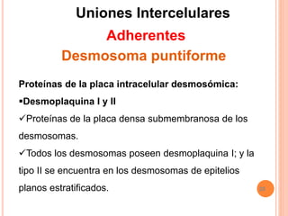 20
Proteínas de la placa intracelular desmosómica:
Desmoplaquina I y II
Proteínas de la placa densa submembranosa de los
desmosomas.
Todos los desmosomas poseen desmoplaquina I; y la
tipo II se encuentra en los desmosomas de epitelios
planos estratificados.
Uniones Intercelulares
Adherentes
Desmosoma puntiforme
 