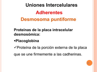 21
Placoglobina
Proteína de la porción externa de la placa
que se une firmemente a las cadherinas.
Proteínas de la placa intracelular
desmosómica:
Uniones Intercelulares
Adherentes
Desmosoma puntiforme
 