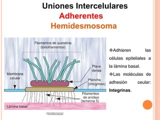 Uniones Intercelulares
Adherentes
Hemidesmosoma
Adhieren las
células epiteliales a
la lámina basal.
Las moléculas de
adhesión ceular:
Integrinas.
 