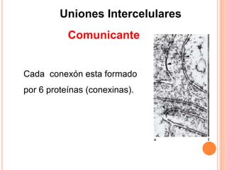 Uniones Intercelulares
Cada conexón esta formado
por 6 proteínas (conexinas).
Comunicante
 