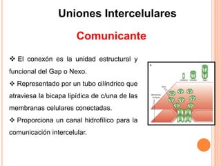 Uniones Intercelulares
 El conexón es la unidad estructural y
funcional del Gap o Nexo.
 Representado por un tubo cilíndrico que
atraviesa la bicapa lipídica de c/una de las
membranas celulares conectadas.
 Proporciona un canal hidrofílico para la
comunicación intercelular.
Comunicante
 