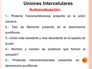 Uniones Intercelulares
Autoevaluación:
1.- Proteína Transmembranosa presente en la unión
oclusiva.
2.- Tipo de filamento presente en el desmosoma
puntiforme.
3.- Unión más resistente y mas abundante en el epitelio de
la piel.
4.- Nombre y número de proteínas que forman al
conexón?
5.- Proteínas transmembranales presentes en el
desmosoma puntiforme.
 