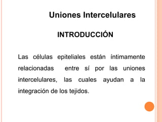 Las células epiteliales están íntimamente
relacionadas entre sí por las uniones
intercelulares, las cuales ayudan a la
integración de los tejidos.
INTRODUCCIÓN
Uniones Intercelulares
 