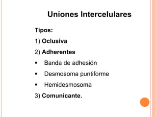 Tipos:
1) Oclusiva
2) Adherentes
 Banda de adhesión
 Desmosoma puntiforme
 Hemidesmosoma
3) Comunicante.
Uniones Intercelulares
 