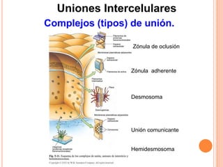 Uniones Intercelulares
Complejos (tipos) de unión.
Zónula de oclusión
Zónula adherente
Desmosoma
Unión comunicante
Hemidesmosoma
 