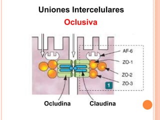 Uniones Intercelulares
Ocludina Claudina
Oclusiva
 