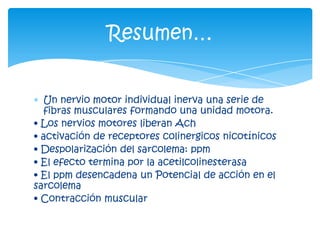 Resumen…


  Un nervio motor individual inerva una serie de
  fibras musculares formando una unidad motora.
• Los nervios motores liberan Ach
• activación de receptores colinergicos nicotínicos
• Despolarización del sarcolema: ppm
• El efecto termina por la acetilcolinesterasa
• El ppm desencadena un Potencial de acción en el
sarcolema
• Contracción muscular
 