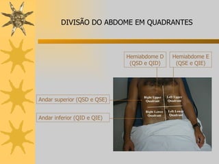Andar superior (QSD e QSE) Andar inferior (QID e QIE) Hemiabdome D (QSD e QID) Hemiabdome E (QSE e QIE) DIVISÃO DO ABDOME EM QUADRANTES 