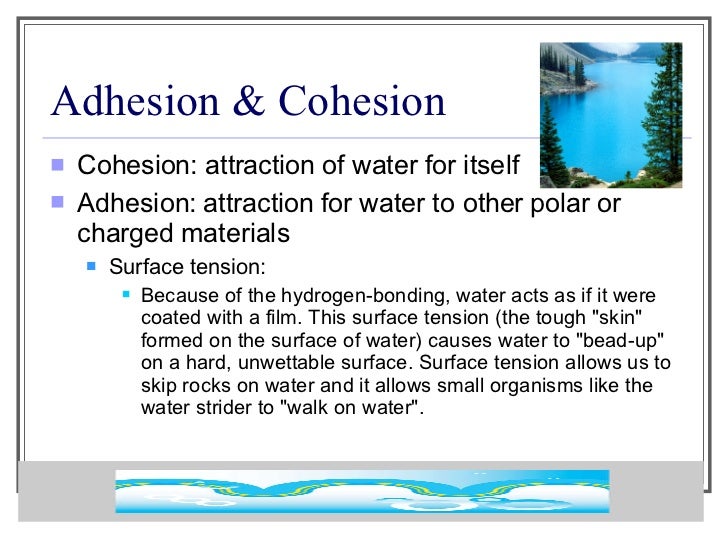 unique properties of water property of water