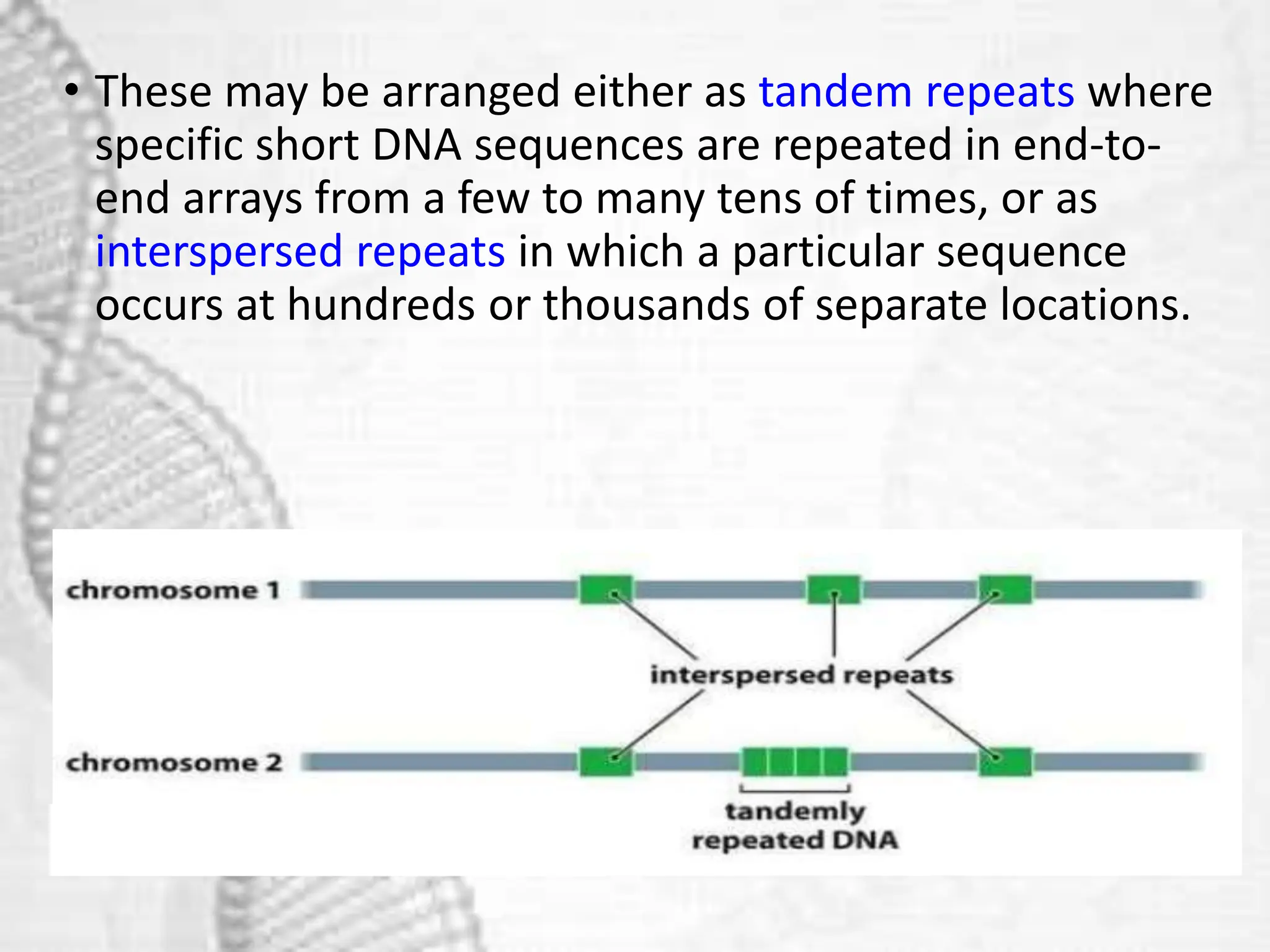 • These may be arranged either as tandem repeats where
specific short DNA sequences are repeated in end-to-
end arrays from a few to many tens of times, or as
interspersed repeats in which a particular sequence
occurs at hundreds or thousands of separate locations.
 