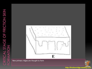 Resistant Ridges Uniqueness and permanence of friction ridge | PPSX