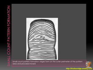 Friction Ridge Shape Uniqueness and permanence of friction ridge | PPSX