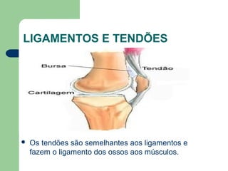 LIGAMENTOS E TENDÕES
 Os tendões são semelhantes aos ligamentos e
fazem o ligamento dos ossos aos músculos.
 