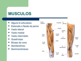 MUSCULOS
 Alguns bi articulares
 Extensão e flexão da perna
 Vasto lateral
 Vasto medial
 Vasto intermédio
 Quadríceps
 Bíceps da coxa
 Semitendíneo
 Semimembráceo
 