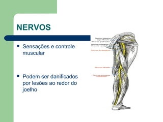 NERVOS
 Sensações e controle
muscular
 Podem ser danificados
por lesões ao redor do
joelho
 