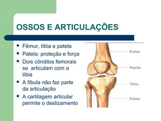 OSSOS E ARTICULAÇÕES
 Fêmur, tíbia e patela
 Patela: proteção e força
 Dois côndilos femorais
se articulam com a
tíbia
 A fíbula não faz parte
da articulação
 A cartilagem articular
permite o deslizamento
 