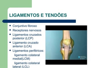 LIGAMENTOS E TENDÕES
 Conjuntivo fibroso
 Receptores nervosos
 Ligamentos cruzados
posterior (LCP)
 Ligamento cruzado
anterior (LCA)
 Ligamentos periféricos:
ligamento colateral
medial(LCM)
ligamento colateral
lateral (LCL)
 