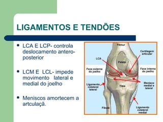 LIGAMENTOS E TENDÕES
 LCA E LCP- controla
deslocamento antero-
posterior
 LCM E LCL- impede
movimento lateral e
medial do joelho
 Meniscos amortecem a
artculaçã.
 