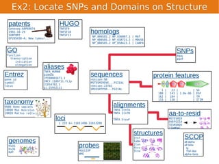 Ex2: Locate SNPs and Domains on Structure
  patents                       HUGO
  Geneseq:AAP60074              TNFSF9
  1991-10-29
  SUNTORY
                                TNFSF10
                                TNFSF11
                                                      homologs
                                                      NP_000585.2 NP_036807.1 | RAT
  EP205038-A; New tumour...
                                                      NP_000585.2 NP_038721.1 | MOUSE
                                                      NP_000585.2 XP_858423.1 | CANFA


 GO                                                                                                      SNPs
 Function                                                                                                P84L
   transcription                                                                                         A94T
      initiation
      elongation
                       aliases
                       TNFA_HUMAN
Entrez                 Q1XHZ6
                       IPI00001671.1
                                                      sequences                         protein features
gene_id                                               >Unison:98
                       INCY:1109711.FL1p
symbol                                                MSTESMIRDVE...FGIIAL
                       CCDS4702.1
locus                                                 >Unison:23782
                       gi:25952111
                                                      VRSSSRTPSD...FGIIAL                  1   |    23   |         | SS
                                                                                         108   |   143   | 1.8e-06 | EGF
                                                                                         162   |   184   |         | TM

taxonomy                                                           alignments
                                                                                         133   |   138   |         | ITIM

9606 Homo sapiens
10090 Mus musculus                                                 TNFA 1tnfA
10028 Rattus rattus                                                TNFA 1tnfB
                                                                                                   aa-to-resid
                              loci                                 ...
                                                                   TNFA 5tswF                      MSTESMIR
                                                                                                   DVEFGIIA
                                1 233 6+:31651498-31653288
                                                                                                   TESMIRDV
                                                                                                   IIAMDAC

                                                                                structures
                                                                                1tnf                            SCOP
  genomes                                                                       1a8m                            all alpha
  Hs35
  Hs36
                                            probes                              2tun
                                                                                4tsv
                                                                                                                all beta
                                                                                                                 Ig
                                            HGU133P                             5tsw                             TNF-like
  RAT
                                            WHG                                                                 alpha+beta
 