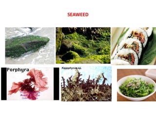 SEAWEED
 