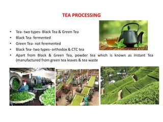 • Tea- two types- Black Tea & Green Tea
• Black Tea- fermented
• Green Tea- not feremented
• Black Tea- two types- orthodox & CTC tea
• Apart from Black & Green Tea, powder tea which is known as Instant Tea
(manufactured from green tea leaves & tea waste
TEA PROCESSING
 